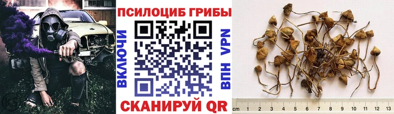 где купить наркотик  Великий Устюг  Галлюциногенные грибы Psilocybine cubensis 